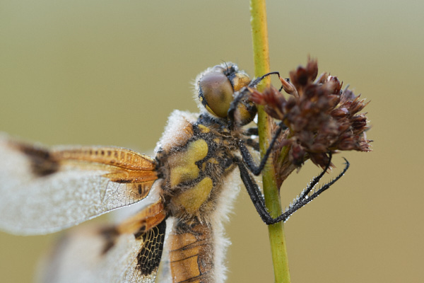 Image of a Dragonfly