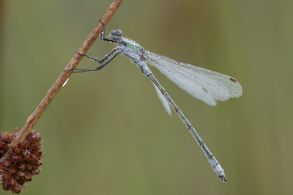Image of a Dragonfly