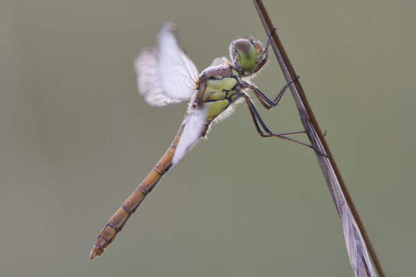 Image of a Dragonfly