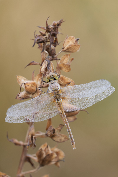 Image of a Dragonfly
