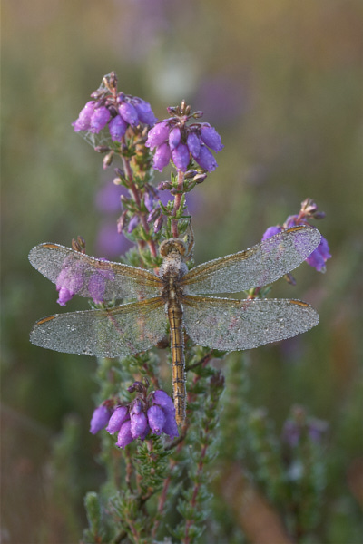 Image of a Dragonfly