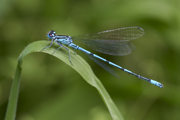 Image of a Dragonfly