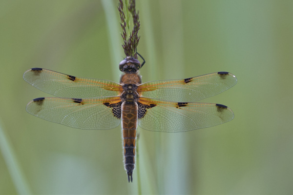 Image of a Dragonfly