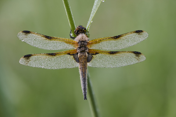 Image of a Dragonfly