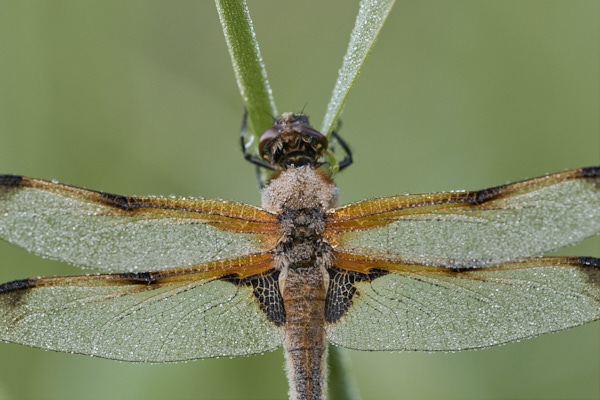Image of a Dragonfly