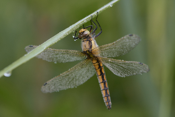 Image of a Dragonfly