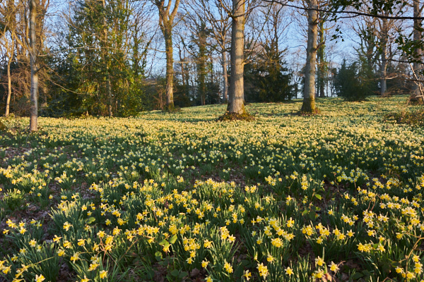 Image of Flowers