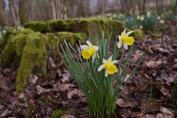 Image of Flowers