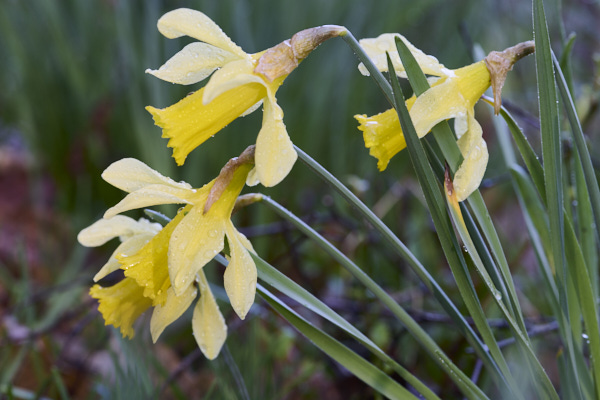Image of Flowers