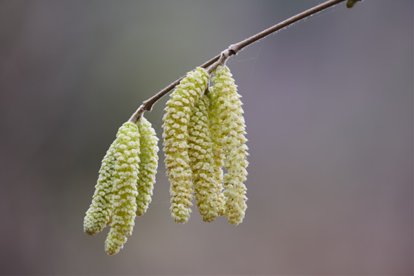 Image of Flowers