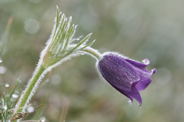 Image of Flowers