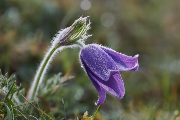 Image of Flowers