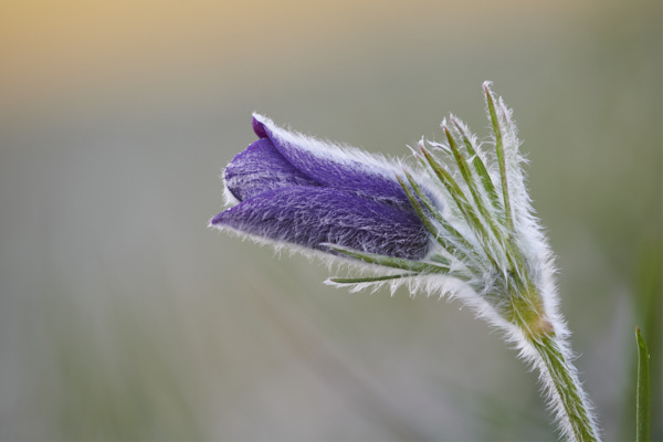 Image of Flowers