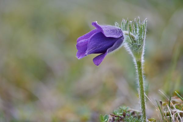 Image of Flowers