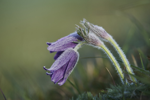 Image of Flowers