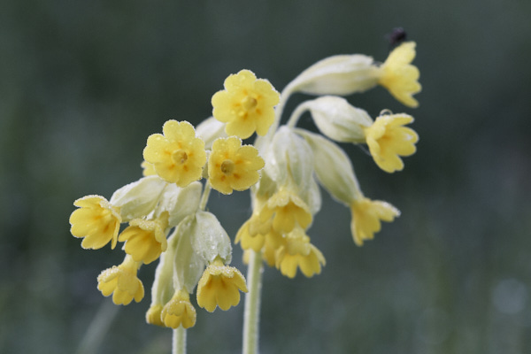 Image of Flowers
