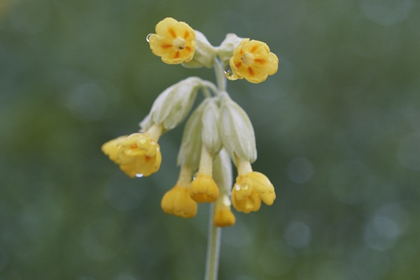 Image of Flowers