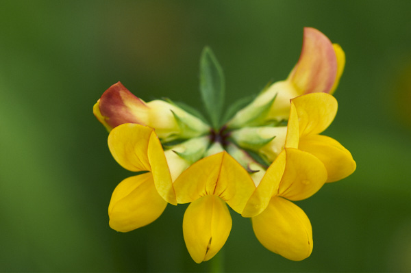Image of Flowers