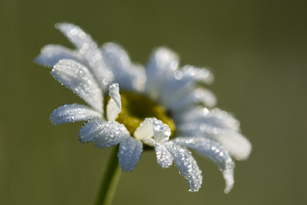 Image of Flowers