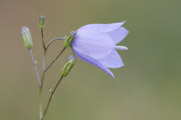 Image of Flowers