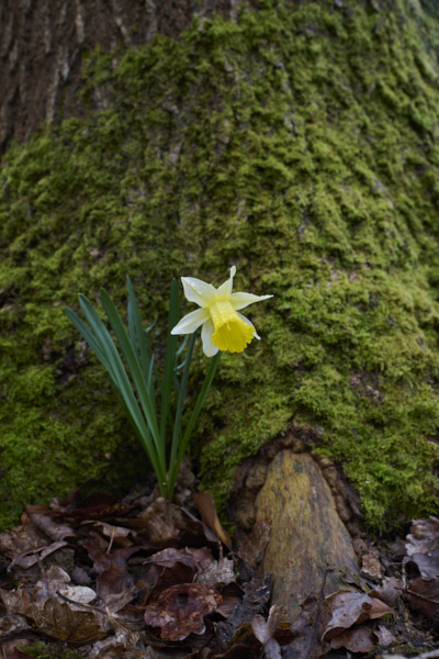 Image of Flowers