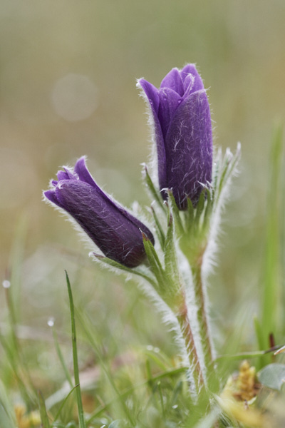 Image of Flowers