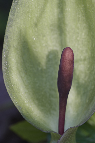 Image of Flowers
