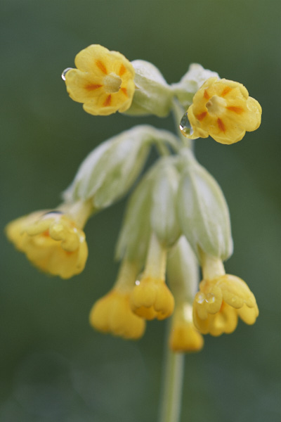Image of Flowers