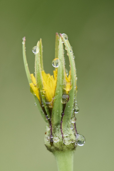 Image of Flowers
