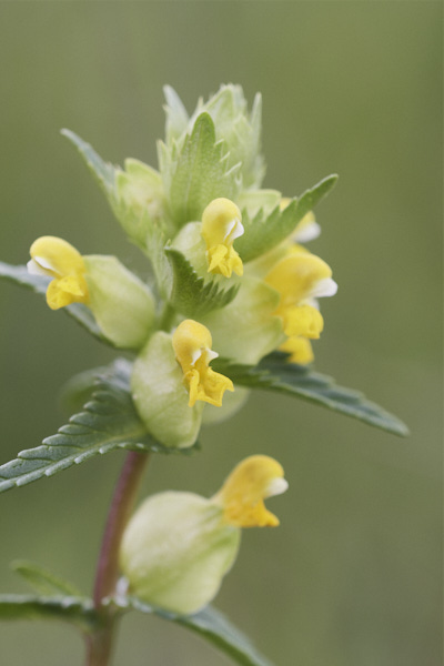 Image of Flowers