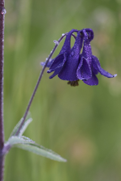 Image of Flowers