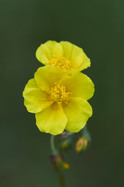 Image of Flowers