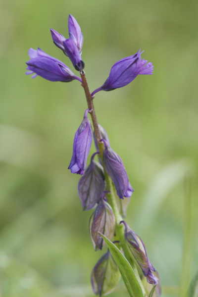 Image of Flowers
