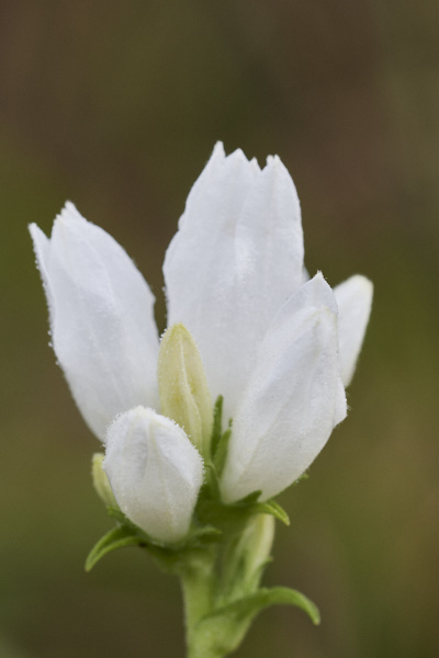 Image of Flowers