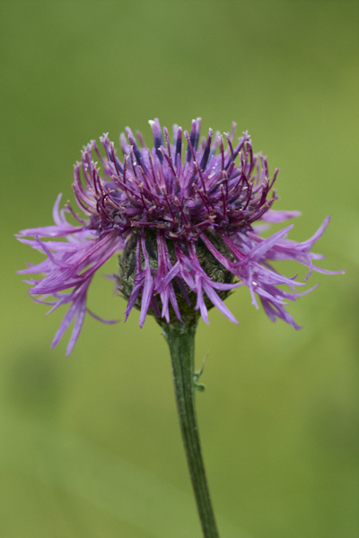Image of Flowers