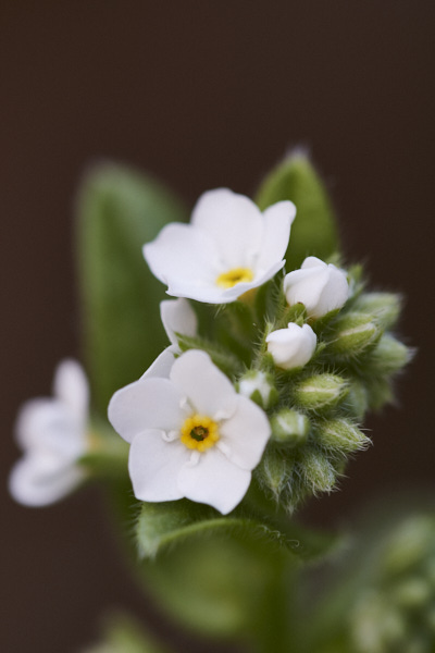 Image of  Flowers