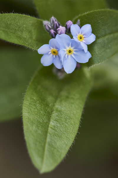Image of  Flowers