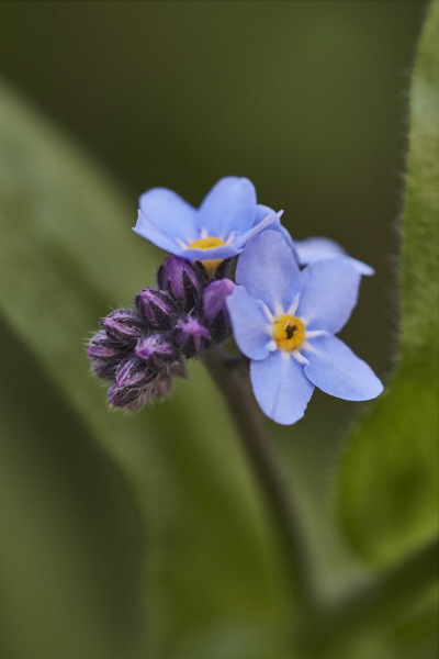 Image of  Flowers