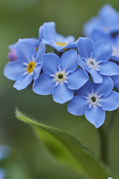 Image of  Flowers