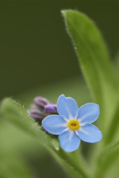 Image of  Flowers