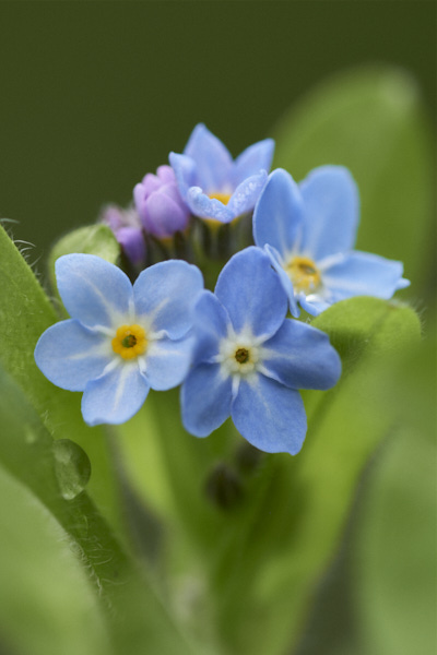 Image of  Flowers