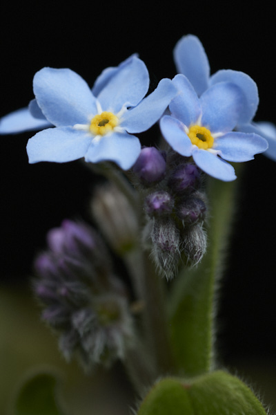 Image of  Flowers
