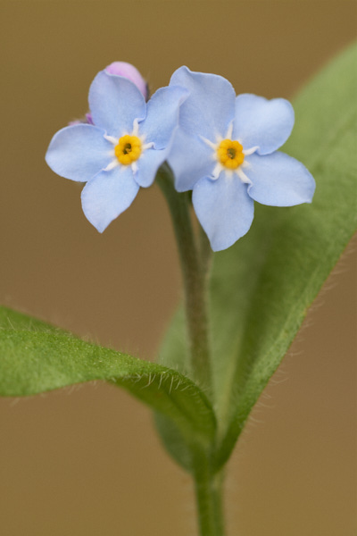 Image of  Flowers