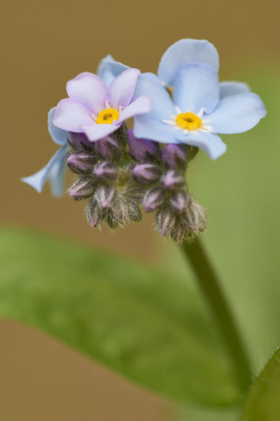 Image of  Flowers
