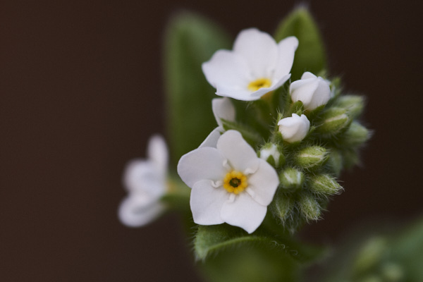 Image of  Flowers