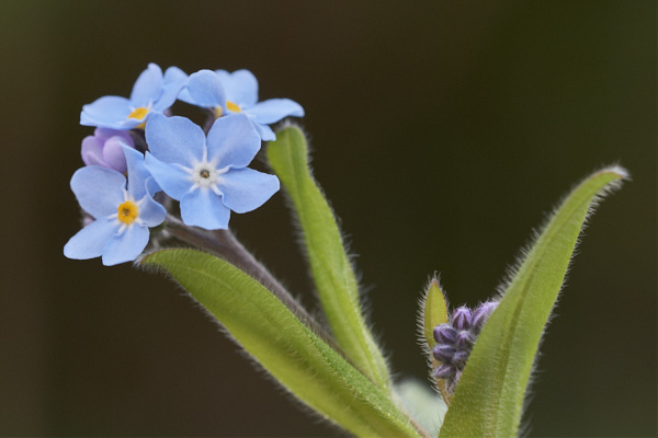 Image of  Flowers
