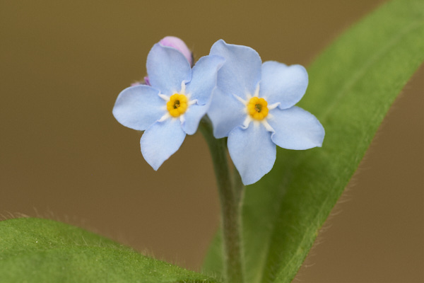 Image of  Flowers