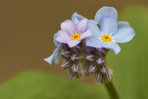 Image of  Flowers