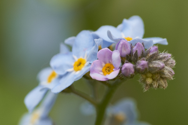 Image of  Flowers