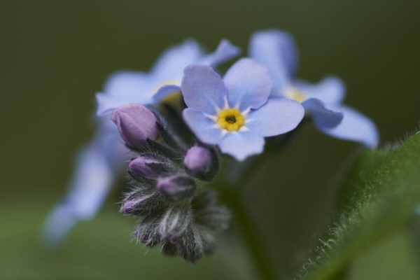 Image of  Flowers